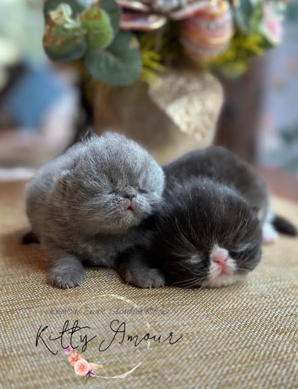 Exotic Shorthair kittens at Kitty Amour