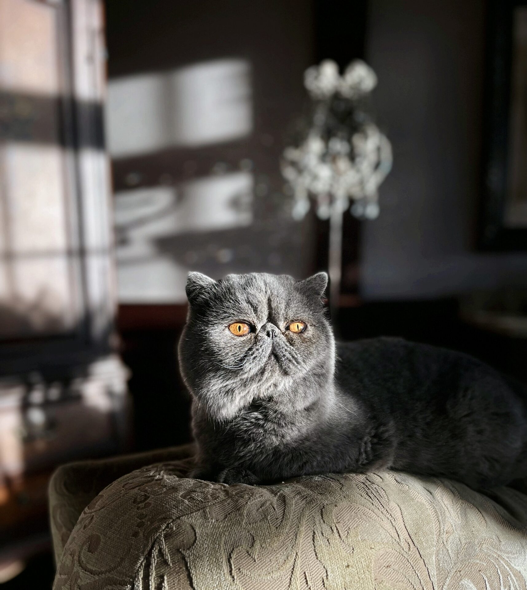 Phoenix - Exotic Shorthair stud cat at Kitty Amour Cattery