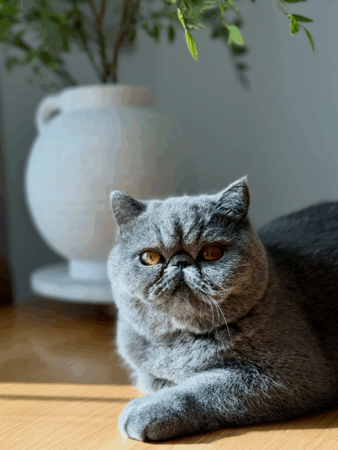 Happy Kitty Amour kitten