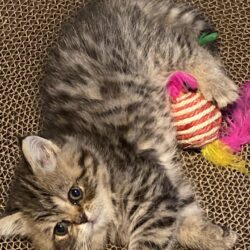 Exotic shorthair kittens for sale
