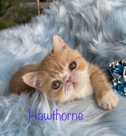 Hawthorne (Boy)