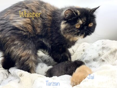 Whisper litter