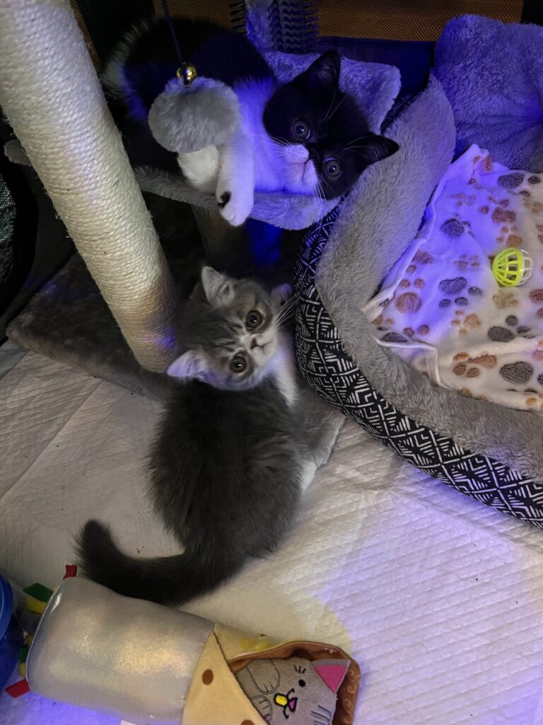Kitty Amour Kittens