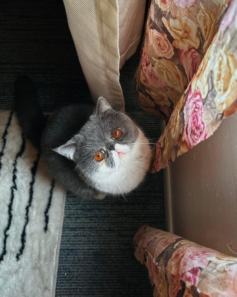 Kitty Amour Exotic Shorthair