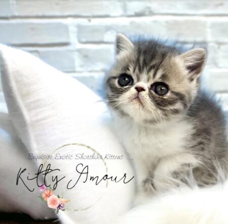 exotic shorthair