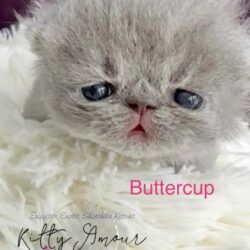 buttercup