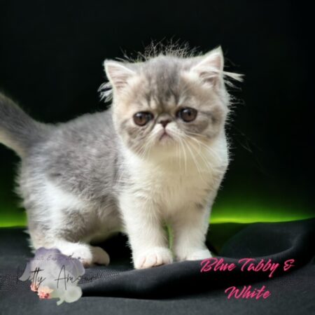 blue tabby white