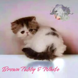 brown tabby white