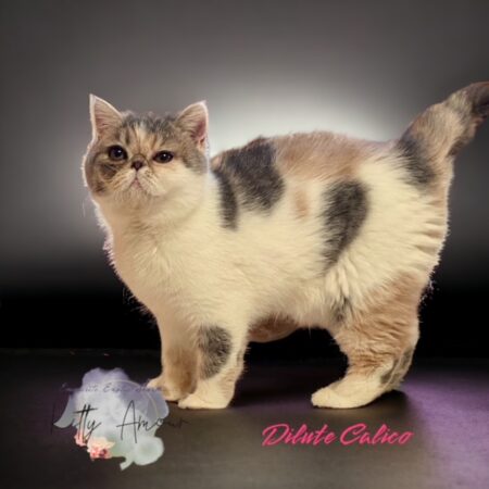 dilute Calico