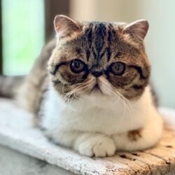 Gary Exotic shorthaired male