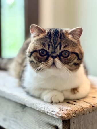 Gary Exotic shorthaired male