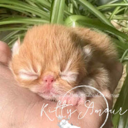 Pumpkin: red bicolor male, available